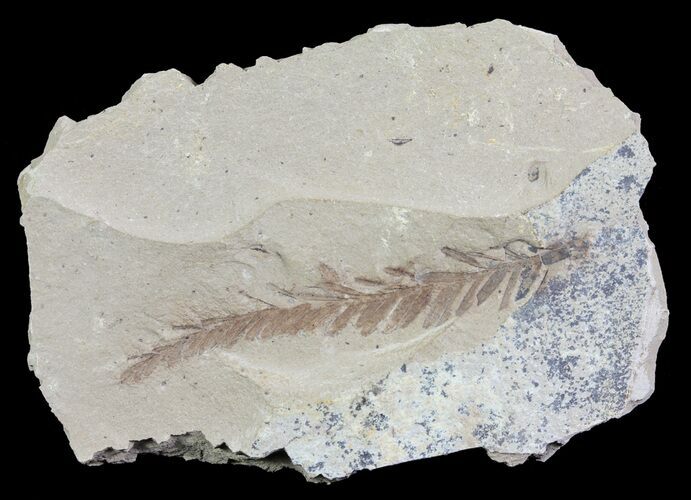 Metasequoia (Dawn Redwood) Fossil - Montana #62342